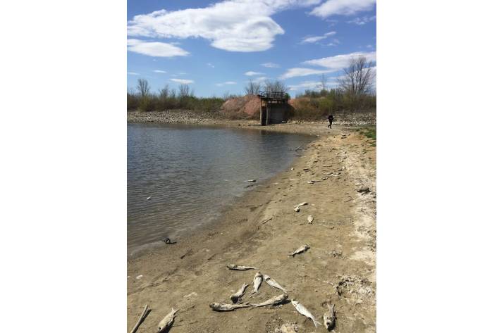 На береговой линии возле Новокраснянки выявили мертвую рыбу в количестве около 7200 особей.