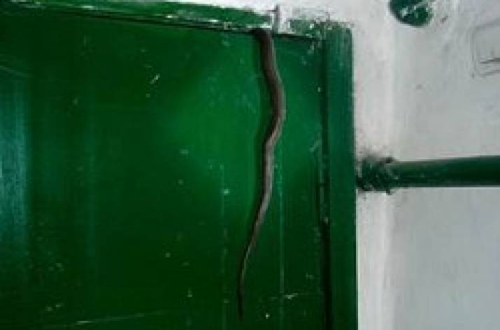 В оккупированном Первомайске в жилой многоэтажный дом заползла гадюка.