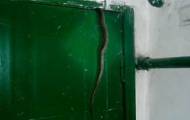 В оккупированном Первомайске в жилой многоэтажный дом заползла гадюка.