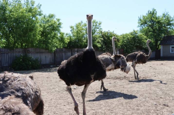 Как на Донбассе страусы обосновались