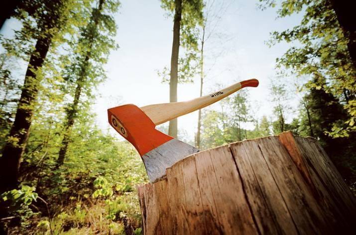 Суд принял решение взыскать из жителя Северодонецка 24,5 тысяч гривен за незаконную вырубку леса в пользу лесоохотничьего хозяйства.