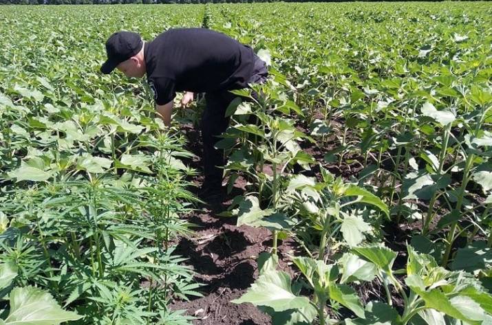 Оперативники Сватовского отдела полиции возле села Ласковое Сватовского района обнаружили посев конопли, насаждения выращивались прямо в поле.