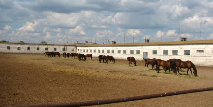 Конный завод