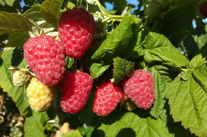 малина саженцы