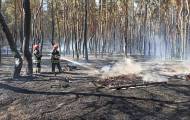 Спасатели продолжают тушить пожар в лесном массиве Северодонецкого лесоохотничьего хозяйства вблизи поселка Боровское.