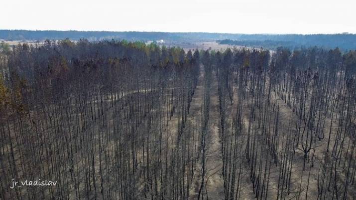 В сети показали выгоревший лес возле Вороново после масштабных пожаров на Луганщине.
