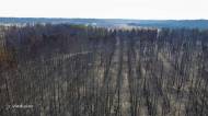 В сети показали выгоревший лес возле Вороново после масштабных пожаров на Луганщине.