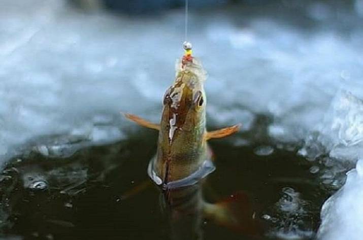 С 1 ноября на водоемах Луганской области вступает осенне-зимний запрет на вылов рыбы в зимовальных ямах.