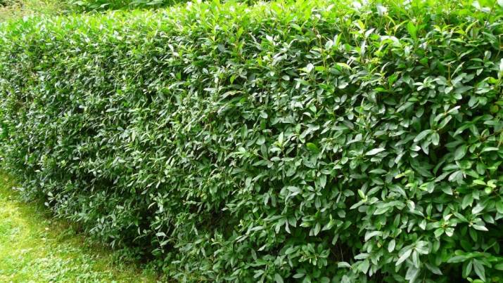 В Рубежном планируют высадить две тысячи кустов