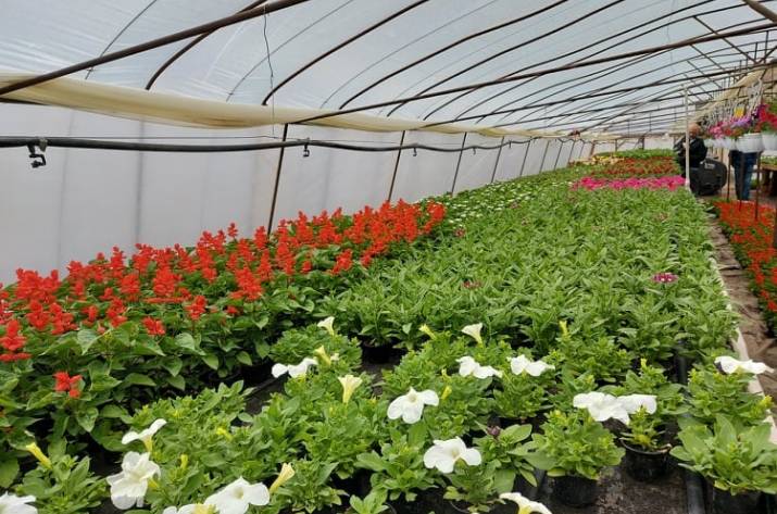 “Овощи станичников”: как развивается фермерство на прифронтовой Луганщине (фото)