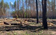 В Луганской области продолжается незаконная вырубка леса
