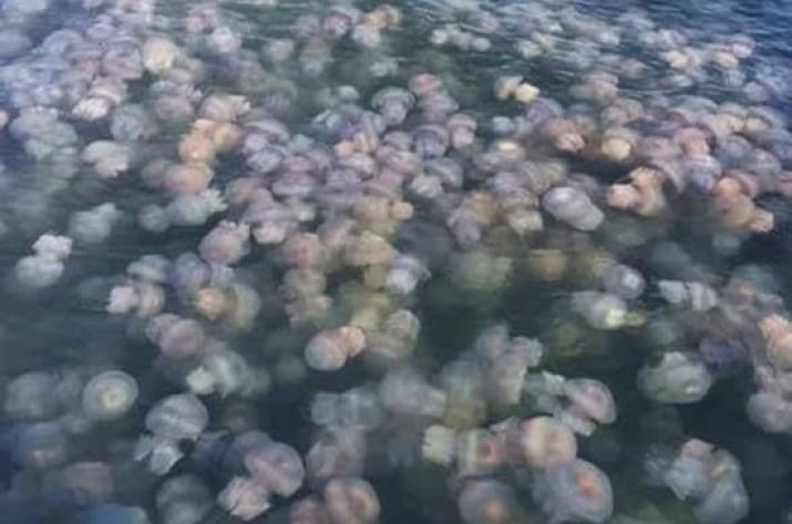 Азовское море заполонили медузы: видео с высоты птичьего полета