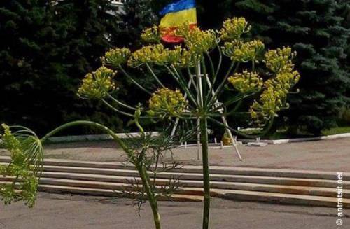 укроп