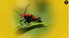 Жук. Фото: Роман Парцей