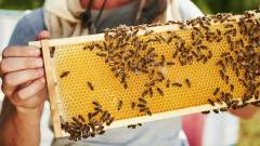 Вулик бджіли