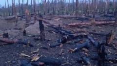 згорілий ліс, Серебрянський ліс