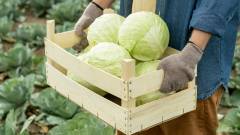 овочі капуста