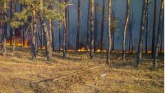 ліс Харківщина