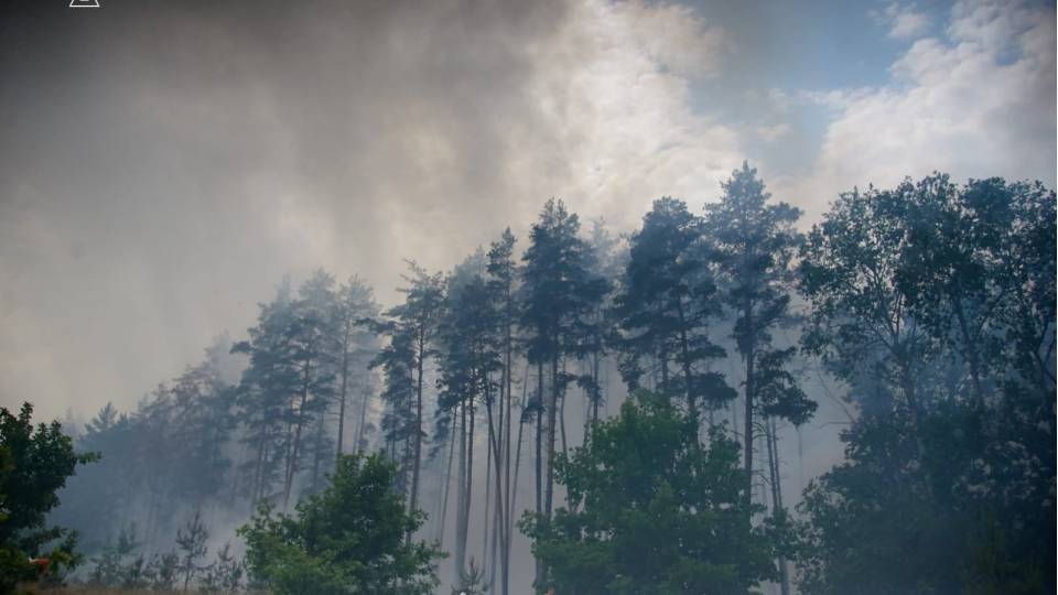 ліс Харківщина