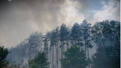 ліс Харківщина