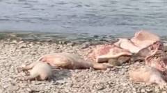 туша свиней