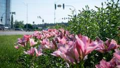 лілії квіти Київ