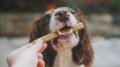 ласощі для цуценят та собак