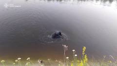 дитина загонула