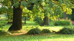 Дубова Роща Кремінна