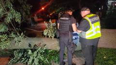 київ, упало дерево