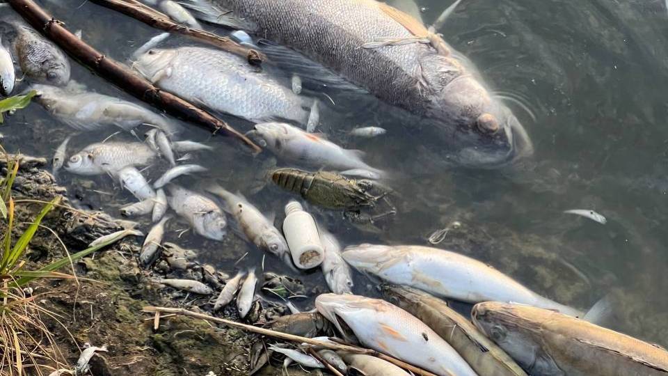 мертва риба, спливла риба у водоймі, загибель риби й раків у Донецьку
