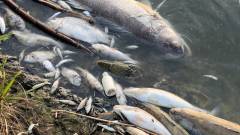 мертва риба, спливла риба у водоймі, загибель риби й раків у Донецьку