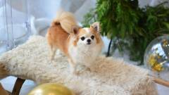 маленька собака