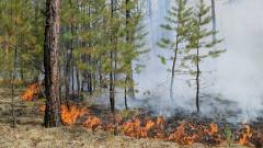 Лісові пожежі