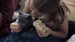 тварини, евакуація тварин