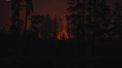 Лісові пожежі