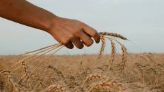 рука людина зерно пшениця фермер поле