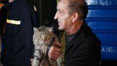 евакуація потяг кіт тварина