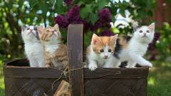 кор для котів