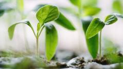 крапельний полив рослин