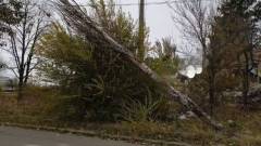 негода в маріуполі маріуполь дерево вітер