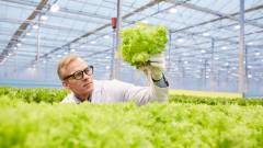 теплиця овочі врожай