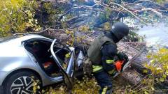 дерево впало на авто в Нікополі