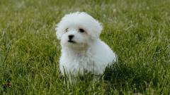 собака мальтіпу