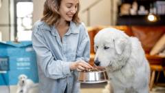 корм для собак