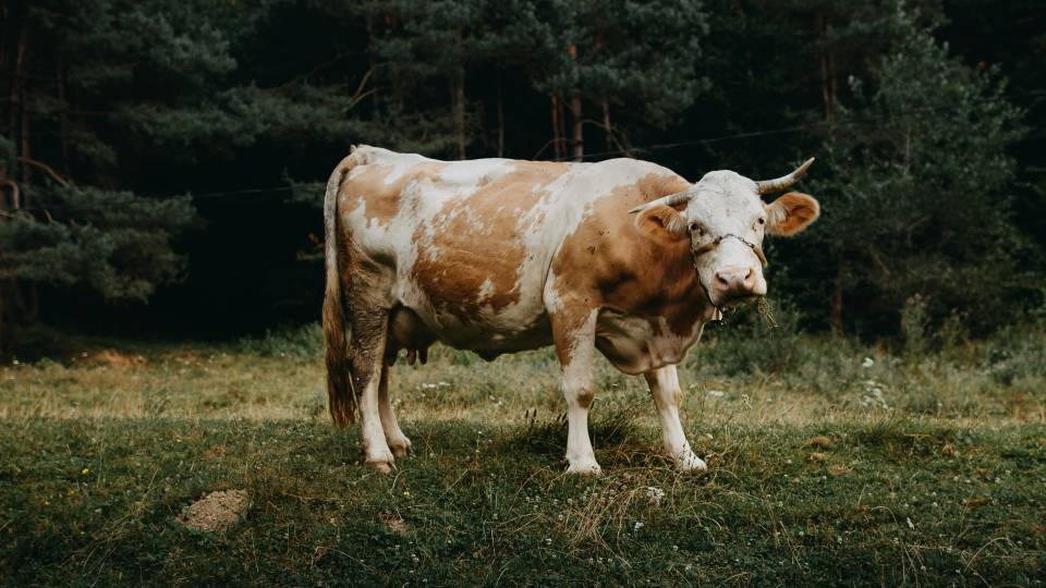 корова худоба тварини корови фермери фермерство домогосподарство