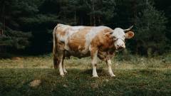 корова худоба тварини корови фермери фермерство домогосподарство