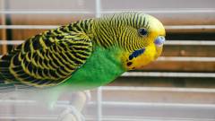 хвилястий папуга