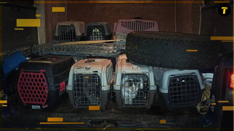 Евакуйовані з Торецька тварини