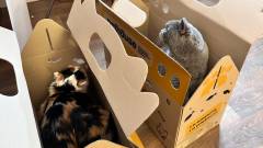 евауація з тваринами Схід СОС